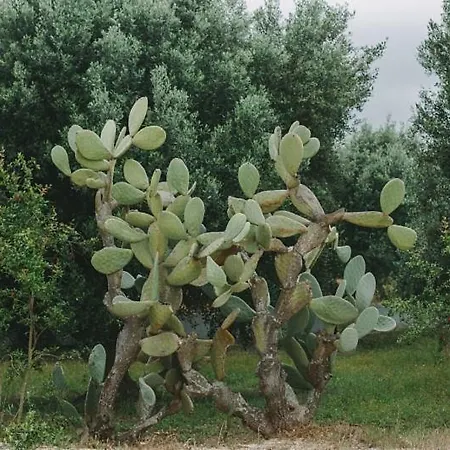 La Casa Bianca *